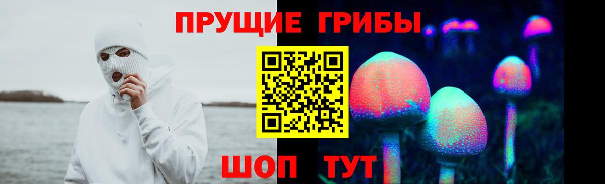 Галлюциногенные грибы Psilocybine cubensis Гатчина
